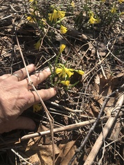 Narcissus cuneiflorus