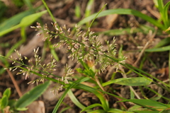 Eragrostis amabilis