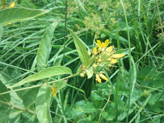 Lysimachia vulgaris