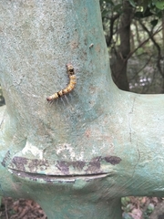 Lepidoptera