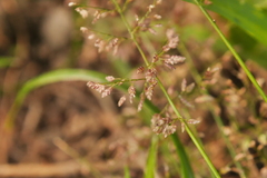 Eragrostis amabilis