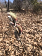 Salix gracilistyla
