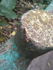 Lepidoptera