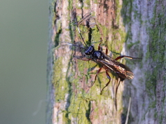 Agrothereutina