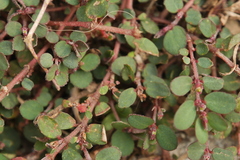 Euphorbia prostrata