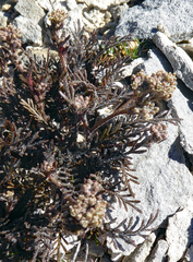 Lepidium solandri