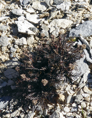 Lepidium solandri