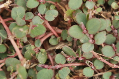 Euphorbia prostrata
