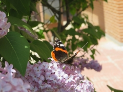 Vanessa atalanta