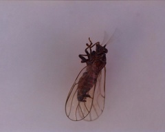 Cacopsylla pyri