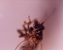 Cacopsylla pyri