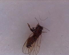 Cacopsylla pyri