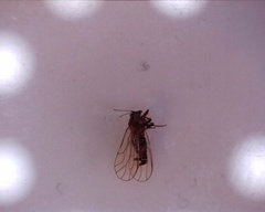 Cacopsylla pyri