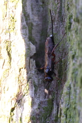 Agrothereutina