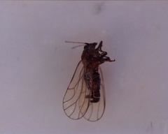 Cacopsylla pyri