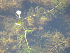 Ranunculus kauffmannii