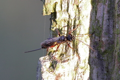 Agrothereutina