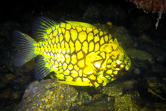 Cleidopus gloriamaris