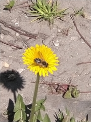 Andrena flavipes