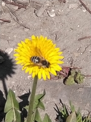 Andrena flavipes