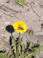 Andrena flavipes