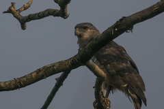 Circaetus fasciolatus