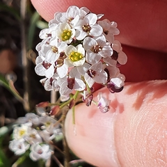 Lobularia maritima maritima