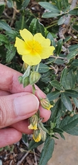 Helianthemum