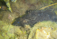 Epinephelus daemelii