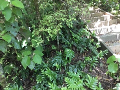 Microsorum pustulatum