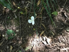Libertia