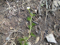 Ranunculus kauffmannii