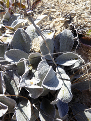 Brachyglottis haastii