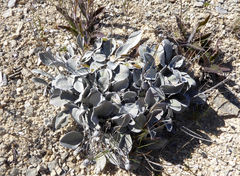 Brachyglottis haastii