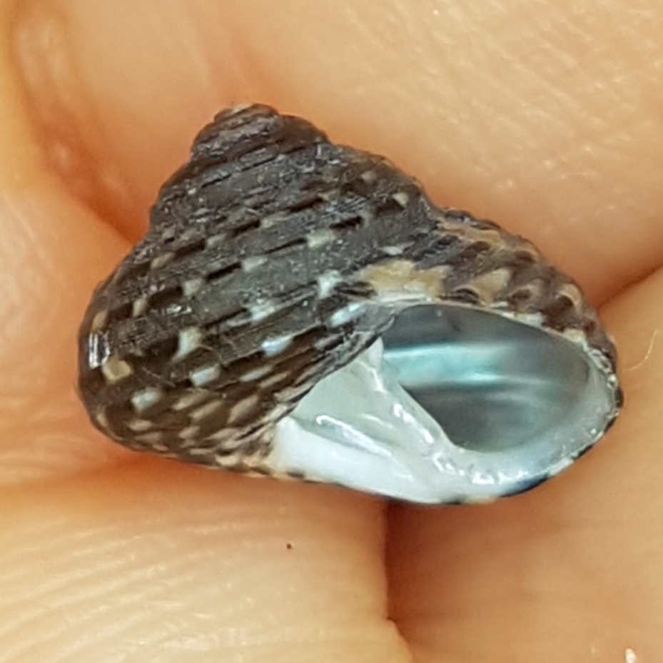 Clanculus jussieui