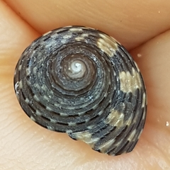 Clanculus jussieui