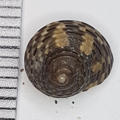 Clanculus jussieui