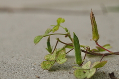Oxalis corniculata