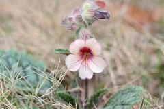 Rehmannia glutinosa