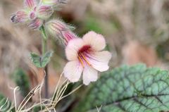Rehmannia glutinosa