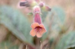 Rehmannia glutinosa