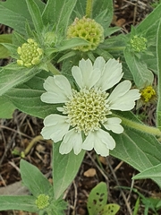 Lomelosia prolifera