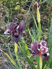 Iris atrofusca