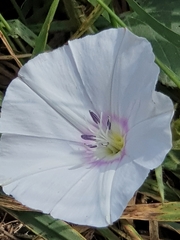 Convolvulus betonicifolius