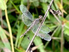 Neurothemis fluctuans