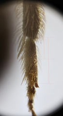 Lasioglossum pseudoplanulum