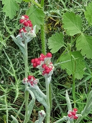 Helichrysum sanguineum