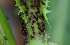Uroleucon formosanum