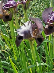Iris atrofusca