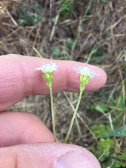 Valerianella nuttallii